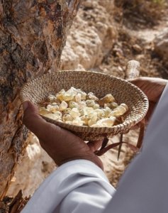 What Is Choya Loban? The Sacred Smoky Essence of Traditional Indian Perfumery