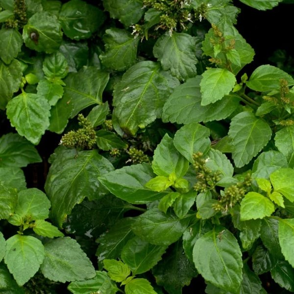 Patchouli Essential Oil - Sumatra - SLO-200BG