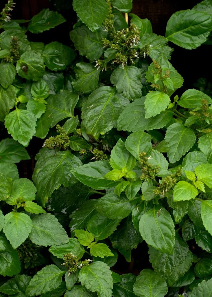 Patchouli Essential Oil - Sumatra - SLO-200BG