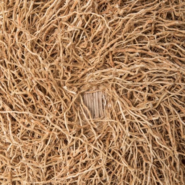 Vetiver Essential Oil