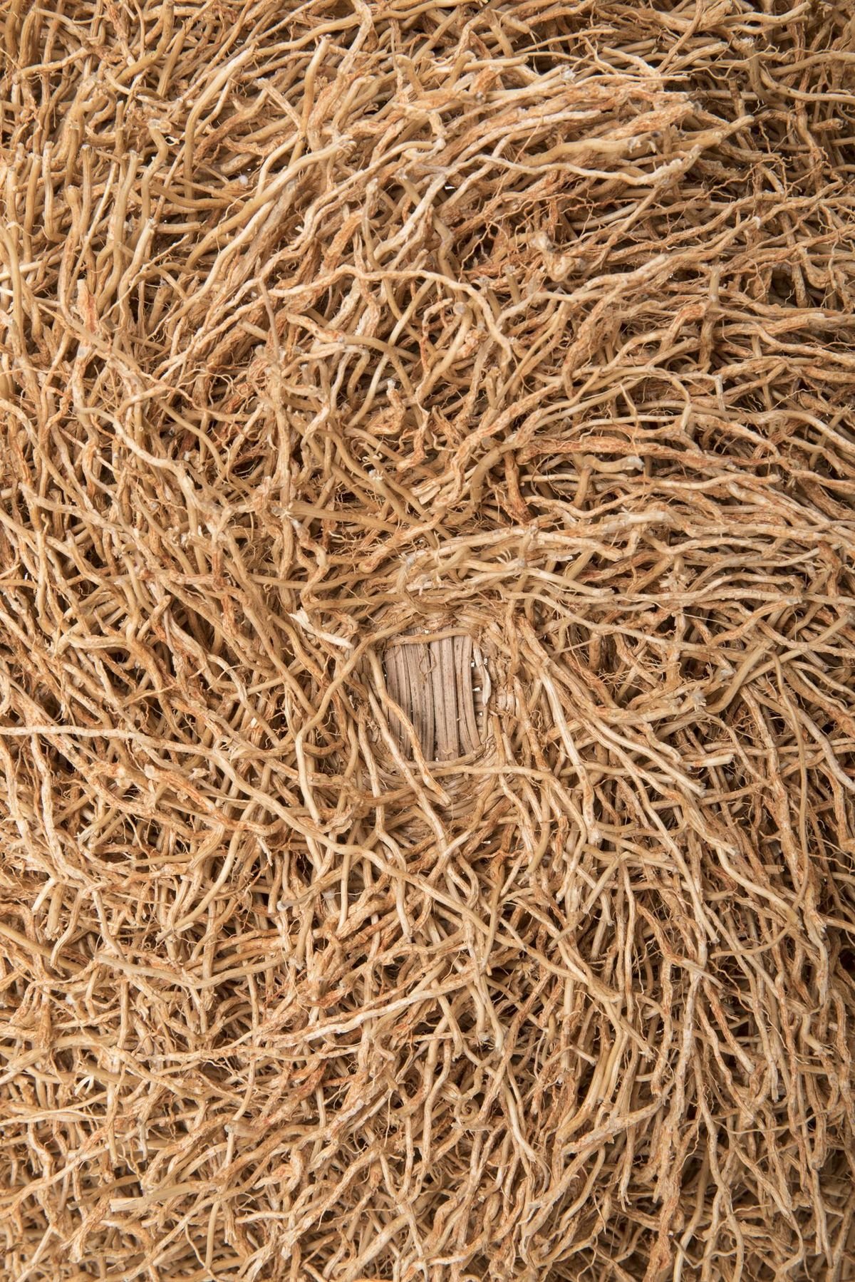 Vetiver Essential Oil - Chrysopogon Zizanioides - North India - PY-100NS