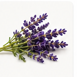 Aromatic Essential Oils