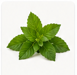 Herbal Green Oils