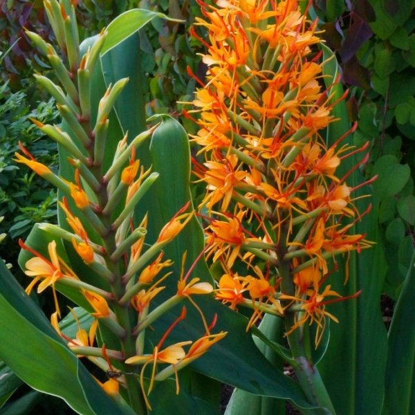 Kapur Kachri – Hedychium Essential Oil – Hedychium Spicatum – India – PL-1001PF