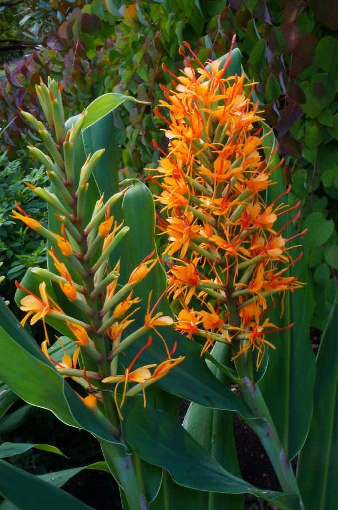 Kapur Kachri - Hedychium Essential Oil - Hedychium Spicatum - India - PL-1001PF